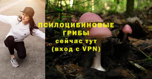 прущие грибы Вяземский